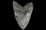 Serrated, Megalodon Tooth - Huge Tooth! #70781-2
